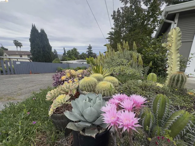 Drought-tolerant landscaping featuring a variety of cacti and succulents