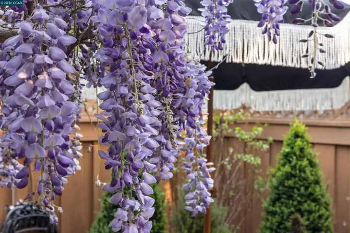 Wysteria Vine backyard