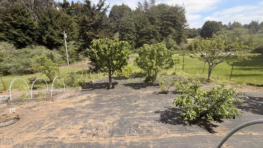 Fruit Trees
