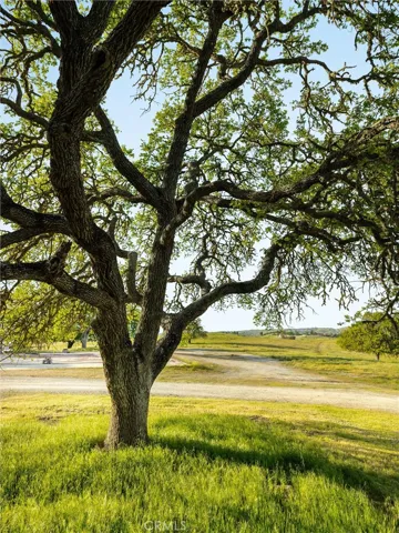 Oak tree - one of a couple hundred majestic oaks