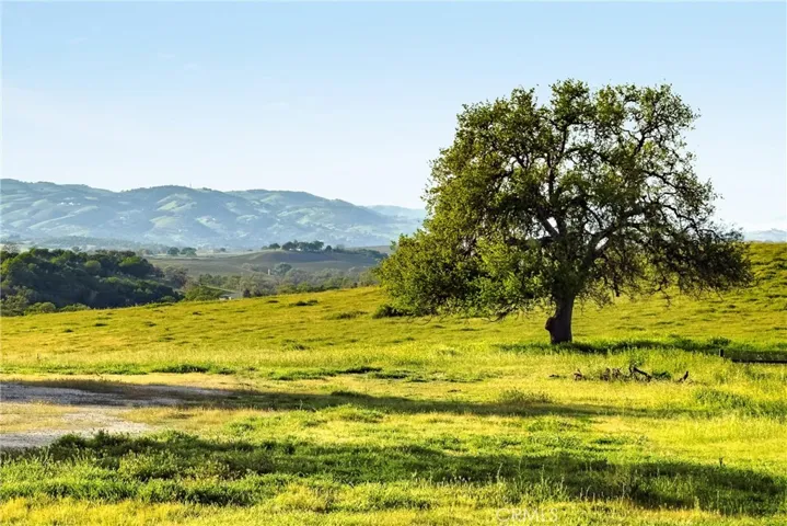 Oak tree in a pasture