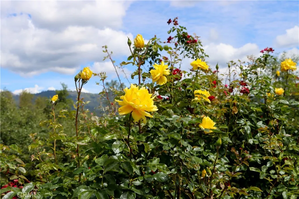 Rose Gardens