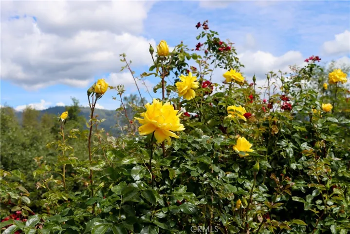 Rose Gardens