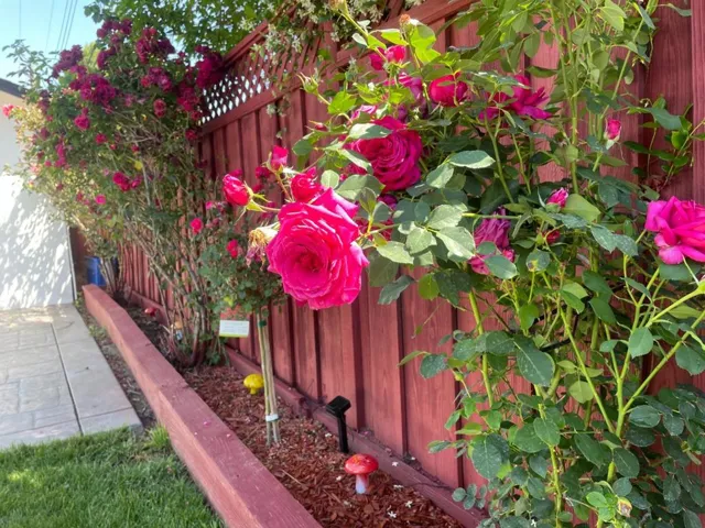 68 N Midway Street, Campbell, California 95008