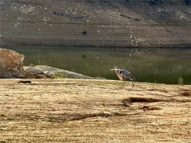 So much wildlife around our community- bald eagles, wild turkeys, deer and so much more
