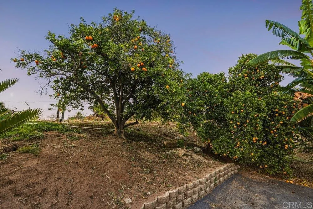 Orange Tree