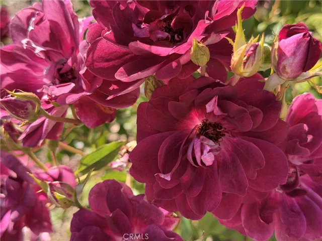 Beautiful blooms