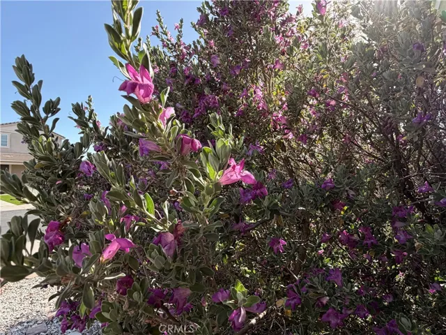 Colorful shrubs