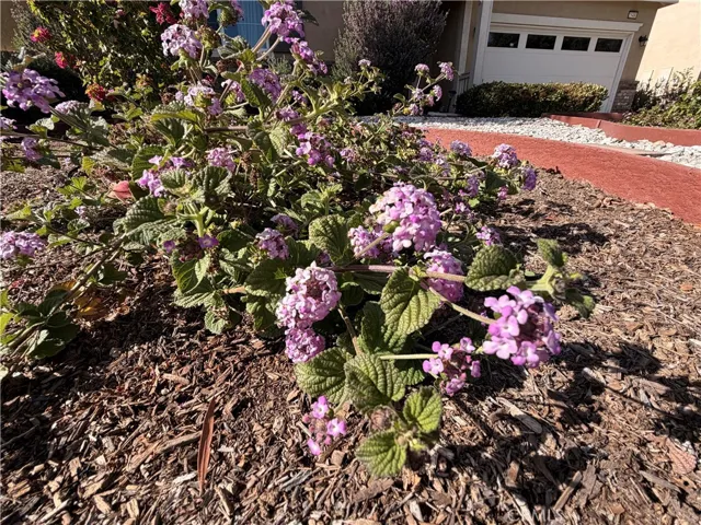 Drought tolerant groundcover