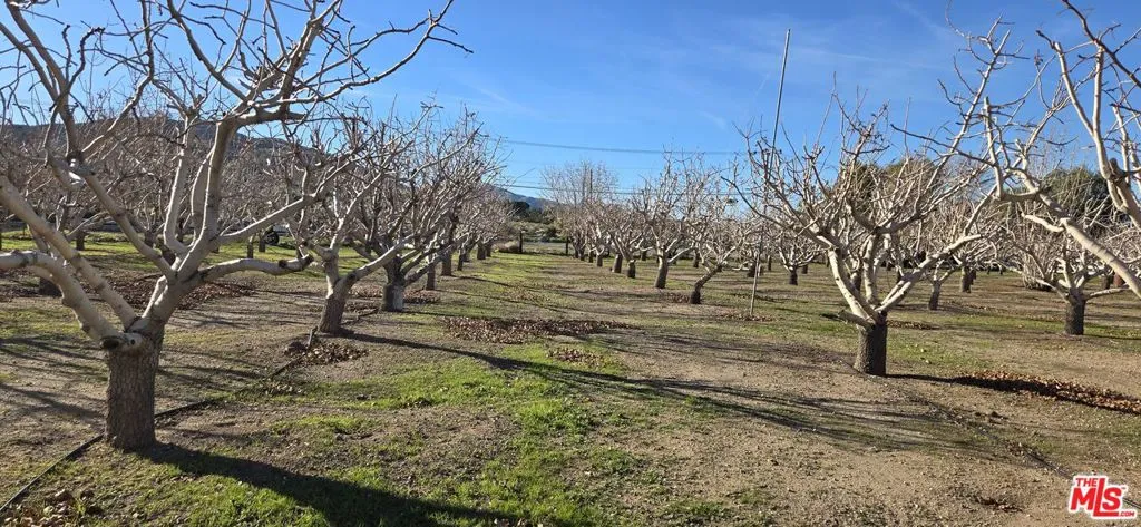 Pistachio Trees