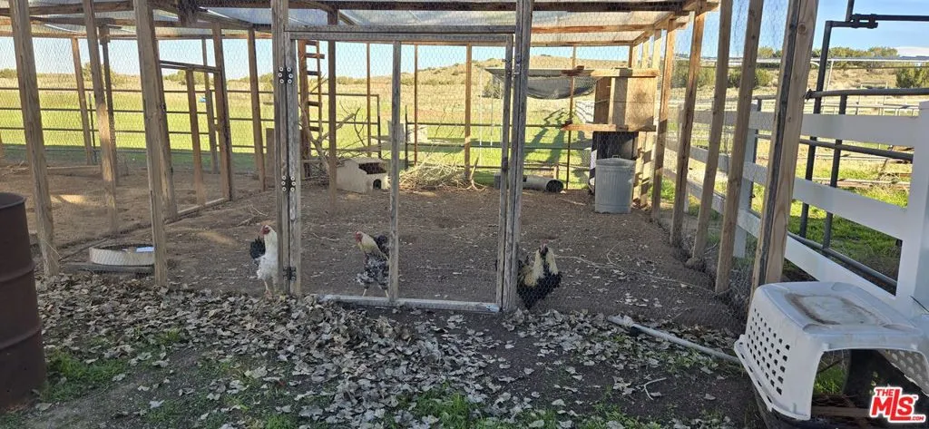 Chickens