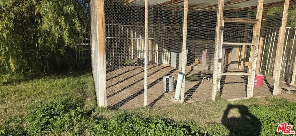 Peacocks