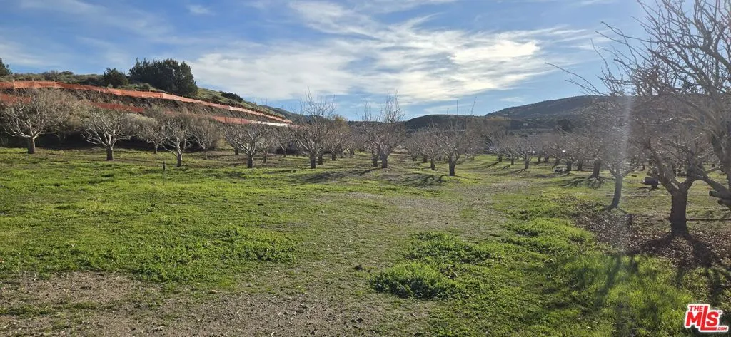 Pistachio Trees