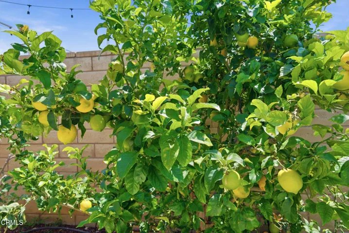 37_backyard