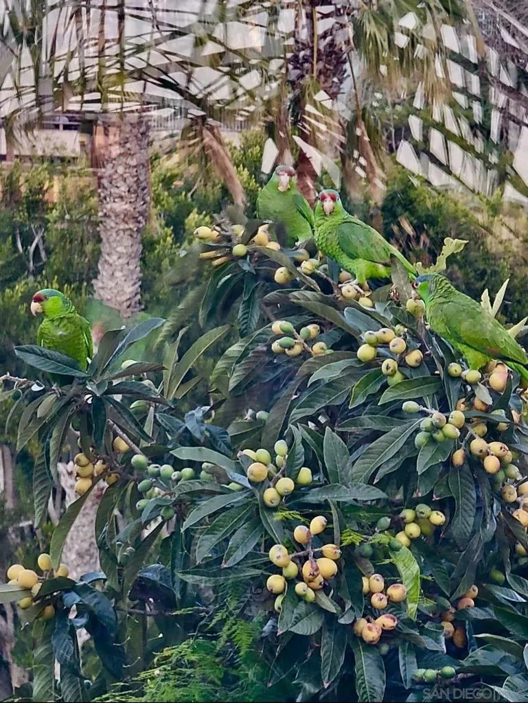 Seller asked me to share this photo of parrots who sometimes visit :) He took this of neighbors tree.