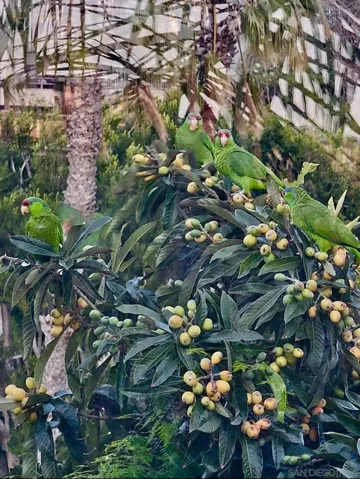 Seller asked me to share this photo of parrots who sometimes visit :) He took this of neighbors tree.