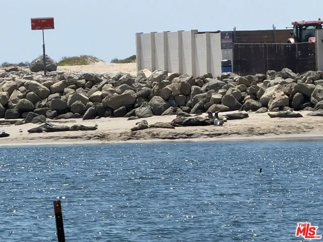 Close up of sunning sea lions