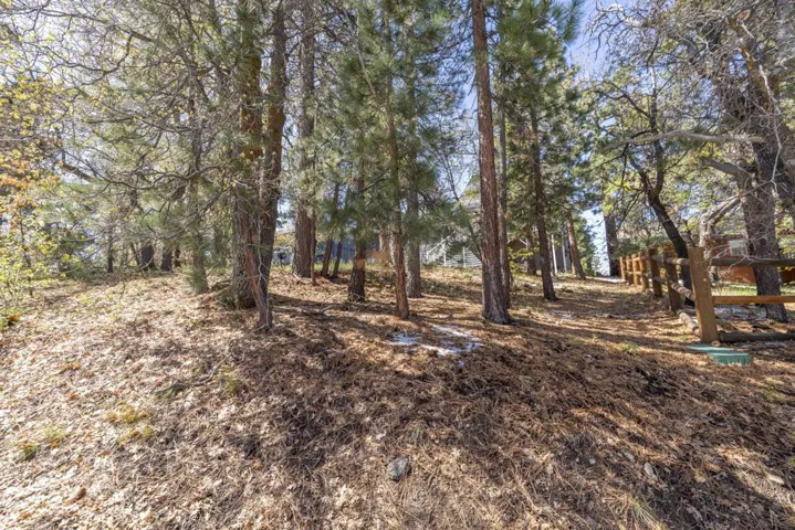 Backyard5-9258