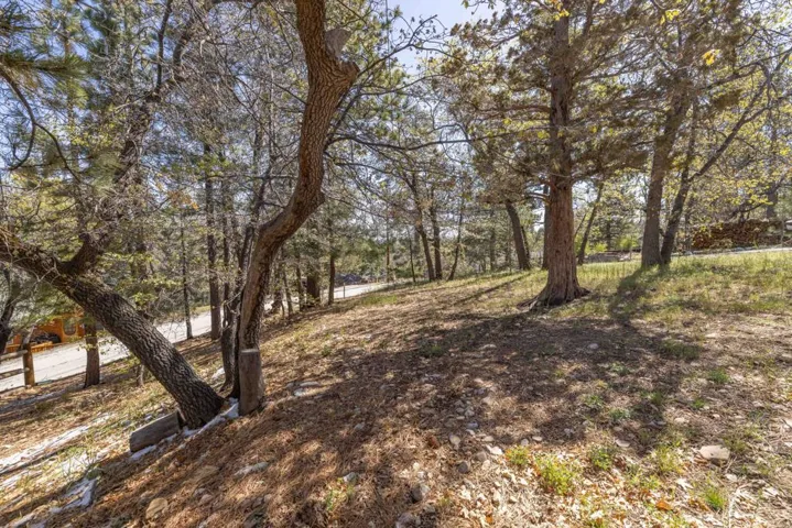 Backyard1-9254