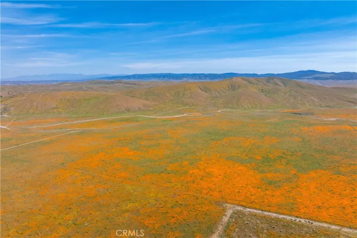 AV Poppy Reserve 2026