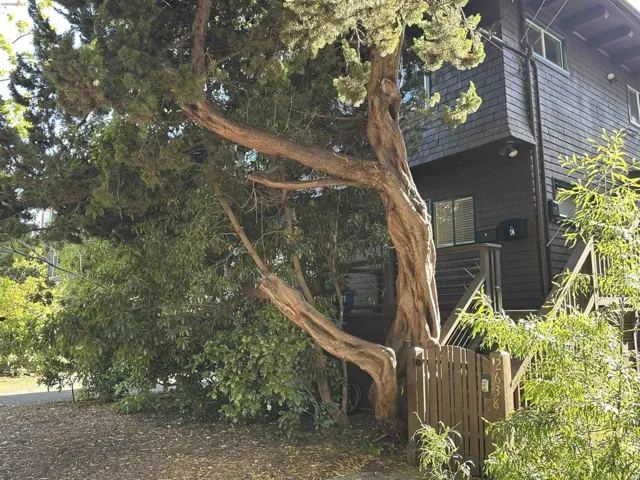 Well-Loved 1905 Berkeley Brown Shingle