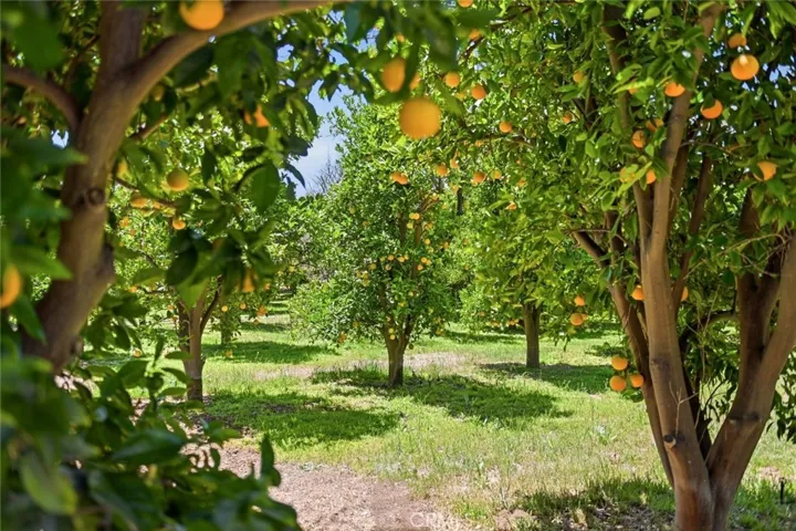 Flourishing Valencia Orange Grove
