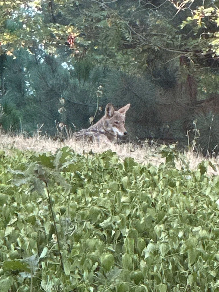 Coyote Wildlife