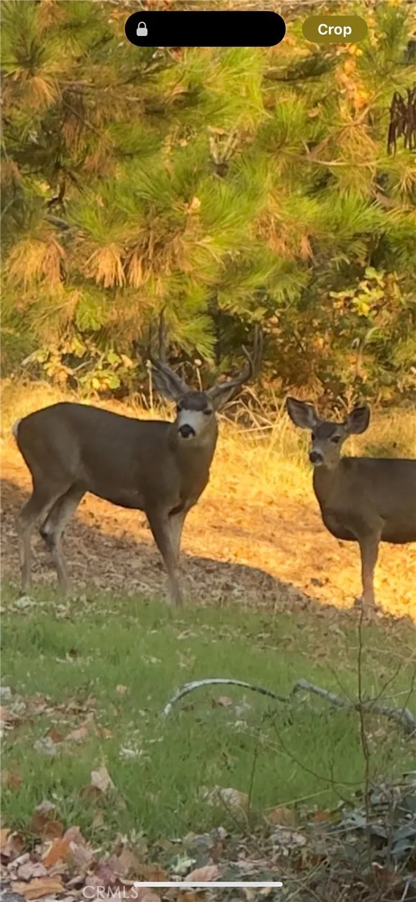 Deer Wildlife