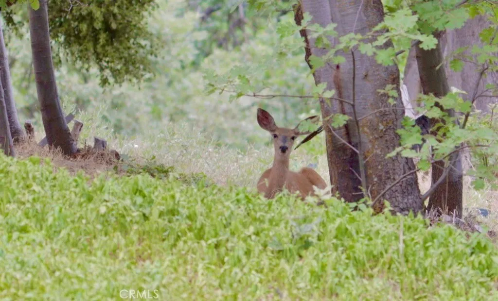 Deer Wildlife