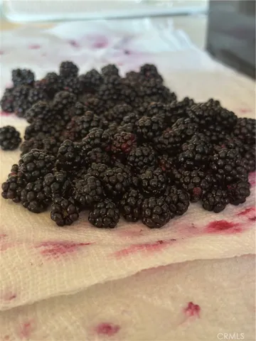 Blackberry Rewards!