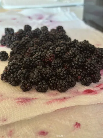 Blackberry Rewards!