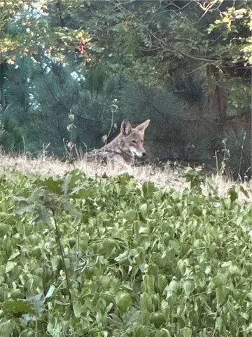 Coyote Wildlife