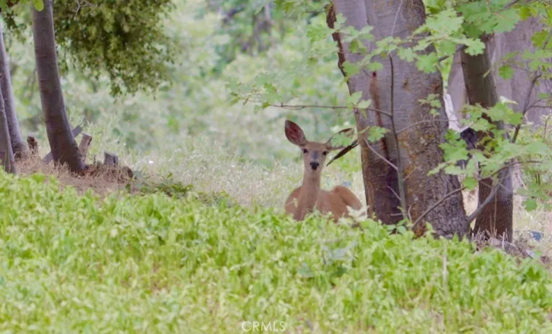 Deer Wildlife