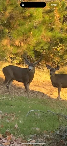 Deer Wildlife