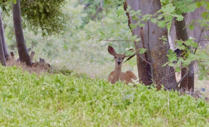 Deer Wildlife
