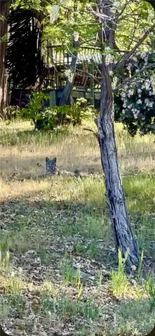 Bobcat Wildlife