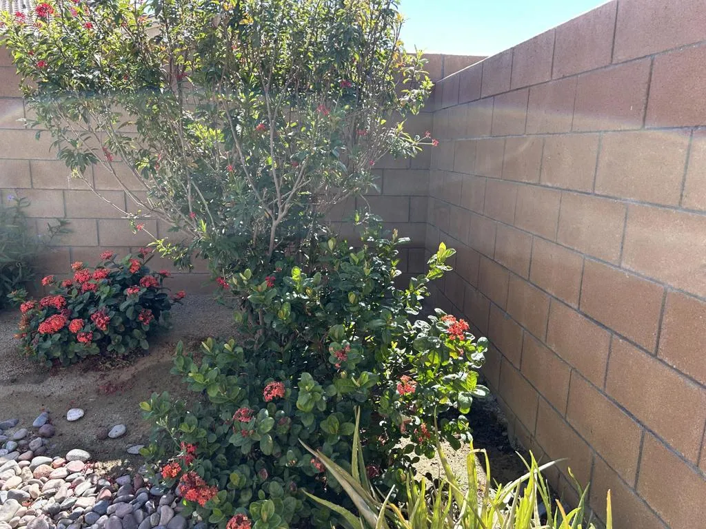 Lush Garden
