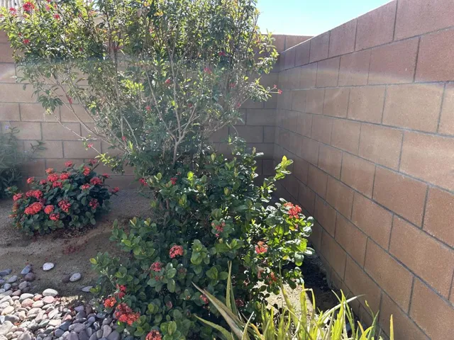 Lush Garden