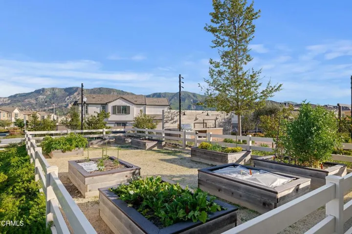 40-Harvest at Limoneira Garden Beds (1)