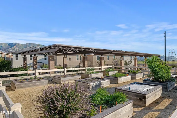 35-Harvest at Limoneira Garden Beds (1)