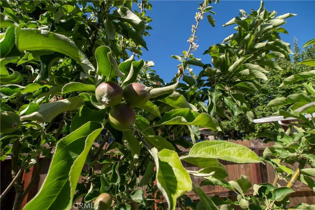 Apple tree