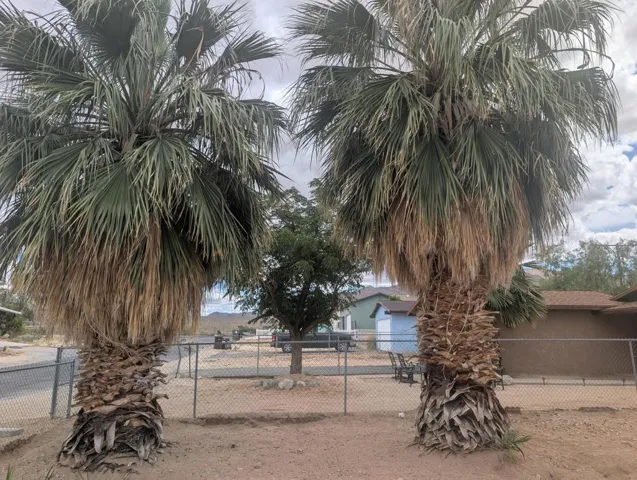 Trees