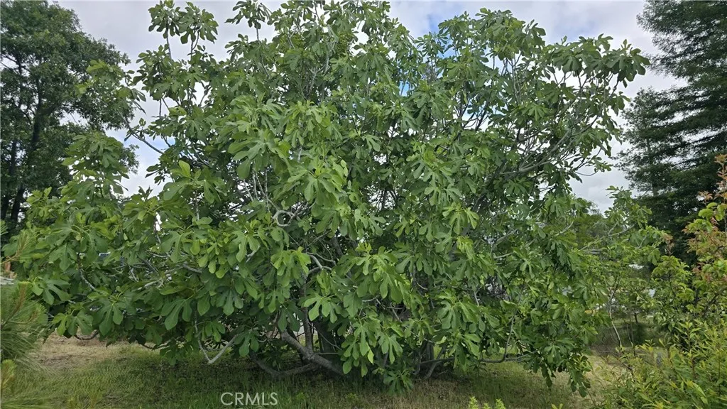 Magnificent Fig Tree!