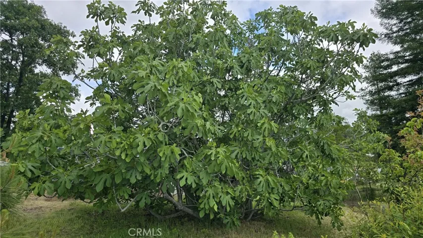 Magnificent Fig Tree!