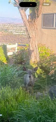 Visiting Deer in backyard