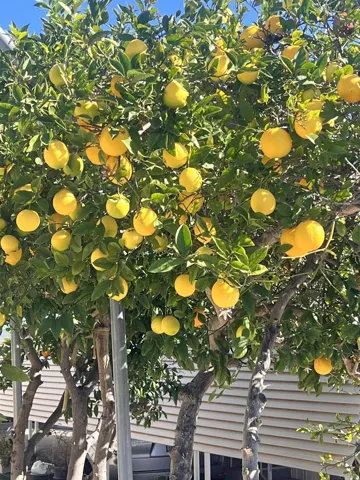 Meyer Lemon