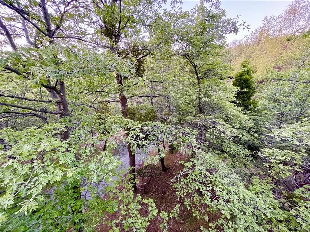 Beautiful Tree Views