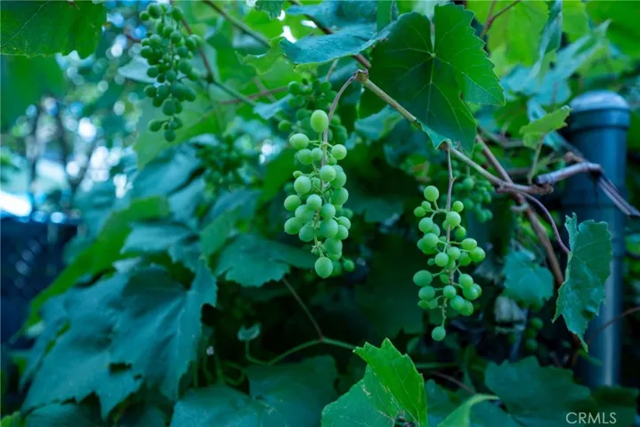 Your own grapevine