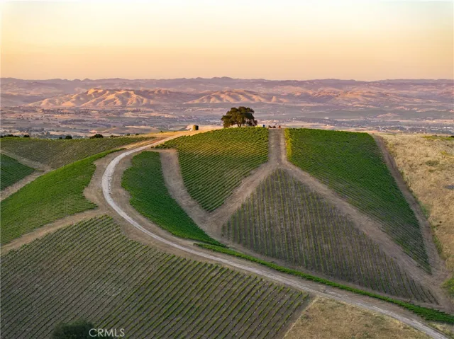 21 Acre Vineyard