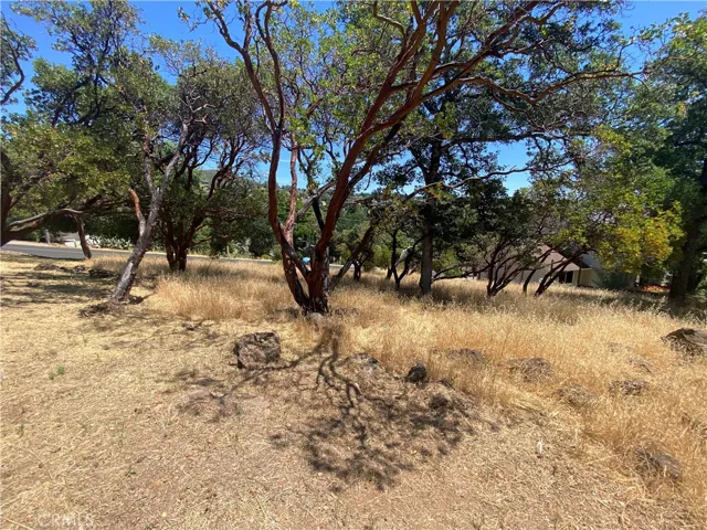 Lots of trees.